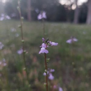 Meet your Posher, Maya